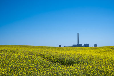 Scenic view of oilseed rape field against clear blue sky