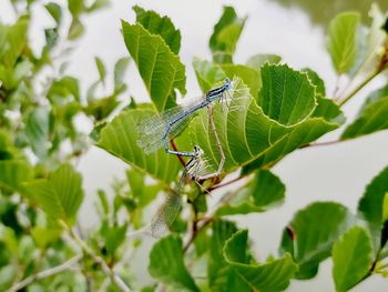 Close-up of insect on leaf