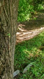 Close-up of tree trunk on field