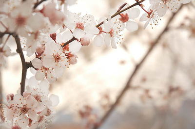 Close-up of cherry blossoms in spring