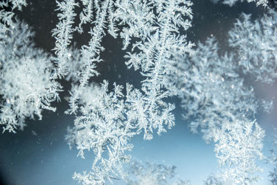 Close-up of snowflakes on branch