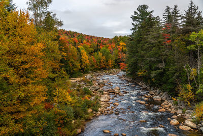 Scenic view of forest during autumn