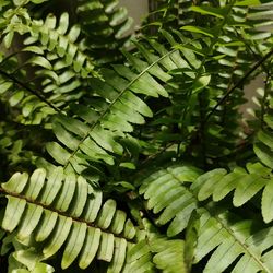 Full frame shot of fresh green leaves