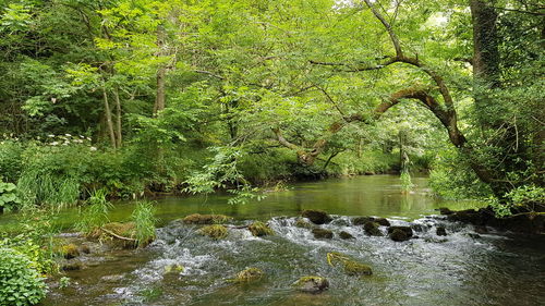 Scenic view of river flowing in forest