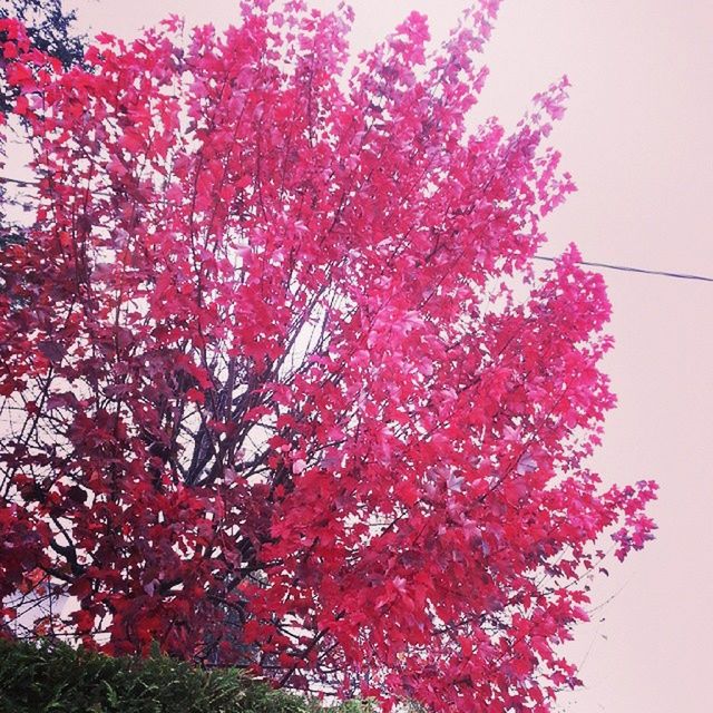 tree, low angle view, red, growth, branch, flower, beauty in nature, nature, clear sky, freshness, season, sky, pink color, autumn, tranquility, day, outdoors, change, no people, fragility