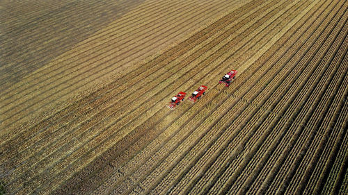 Aerial top view. three big red combine harvester machines harvesting corn field in early autumn