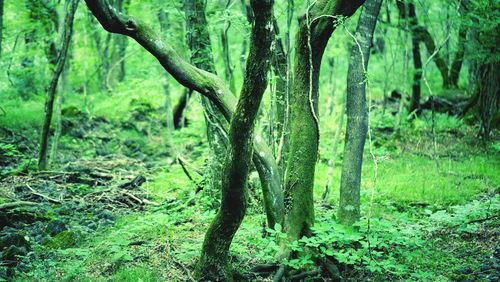 Trees in forest