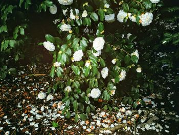 Close-up of plants growing in water