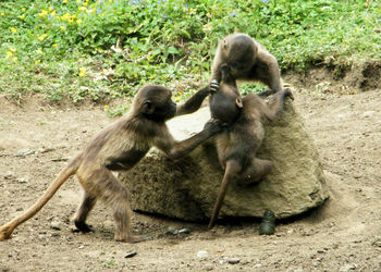 Monkeys sitting outdoors