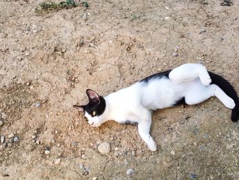 High angle view of cat