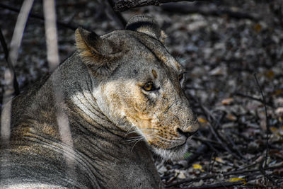 Close-up of lioness