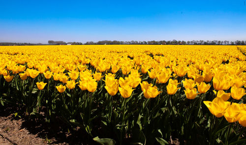 Scenic view of yellow flowering field against sky