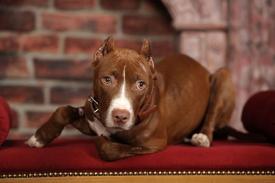 Portrait of dog relaxing at home