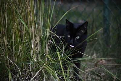 Portrait of a black cat