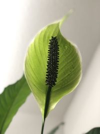 Close-up of green flower bud