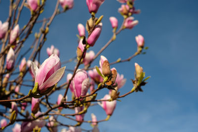 Magnolia tree with flowers in spring