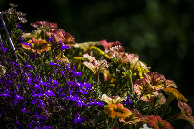 Close-up of purple flowering plants