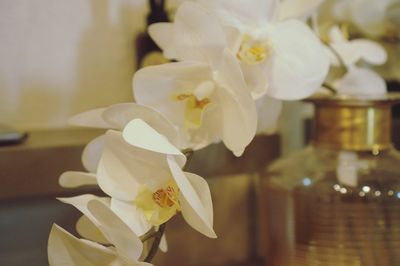 Close-up of white orchids