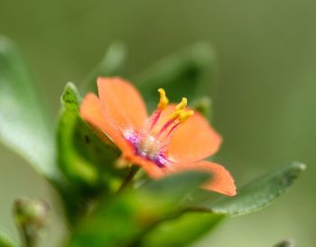 Close-up of red flower bud