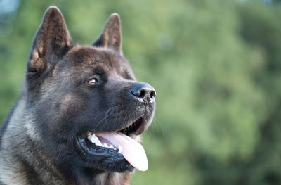 Close-up of dog looking away