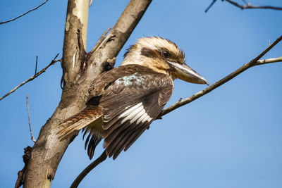 Low angle view of kookaburra perching on branch against sky