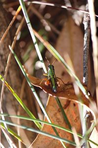 Close-up of insect on plant