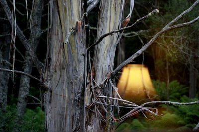 Close-up of bird on tree trunk in forest