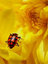 Close-up of bee on yellow flower