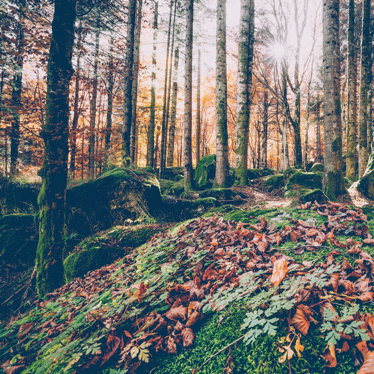 SCENIC VIEW OF FOREST DURING AUTUMN