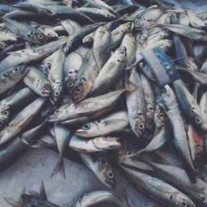 Full frame shot of fish for sale in market