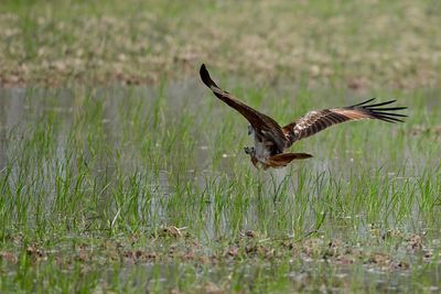 Close-up of eagle flying over grass