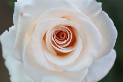 Close-up of white rose