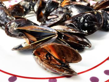 Close-up of crab in plate