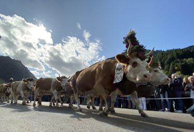 View of cows on road against sky