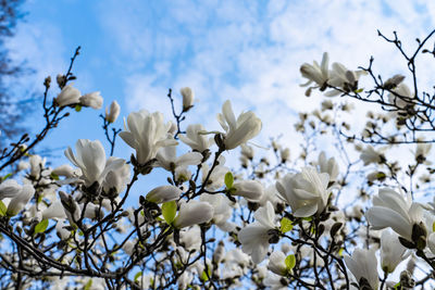Close-up of white flowering tree against sky