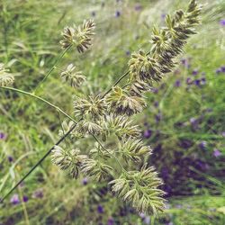 Close-up of flowers growing in field