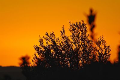 Low angle view of silhouette plant against romantic sky at sunset