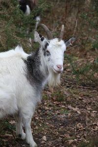 Close-up of white goat standing on field
