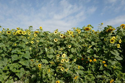Yellow flowering plants on field against sky