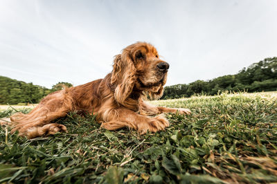 Dog on the ground