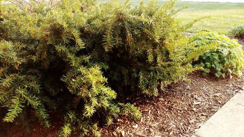 Plants growing on field