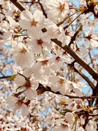 Low angle view of cherry blossoms in spring