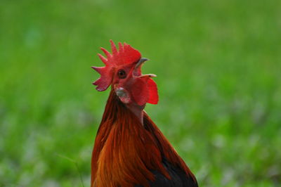 Close-up of rooster against blurred background