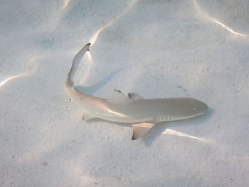 High angle view of fish swimming in sea