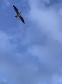 Low angle view of seagull flying in sky