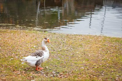 View of birds on lakeshore