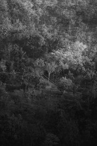 Trees growing in forest