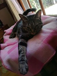 Close-up of cat relaxing on bed at home