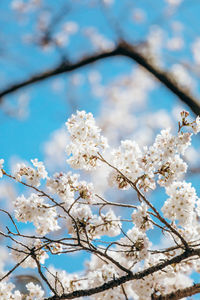 Low angle view of cherry blossoms in spring