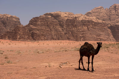 Desert landscape with camel, sand dunes and rocky sandstone cliffs. wadi rum, jordan